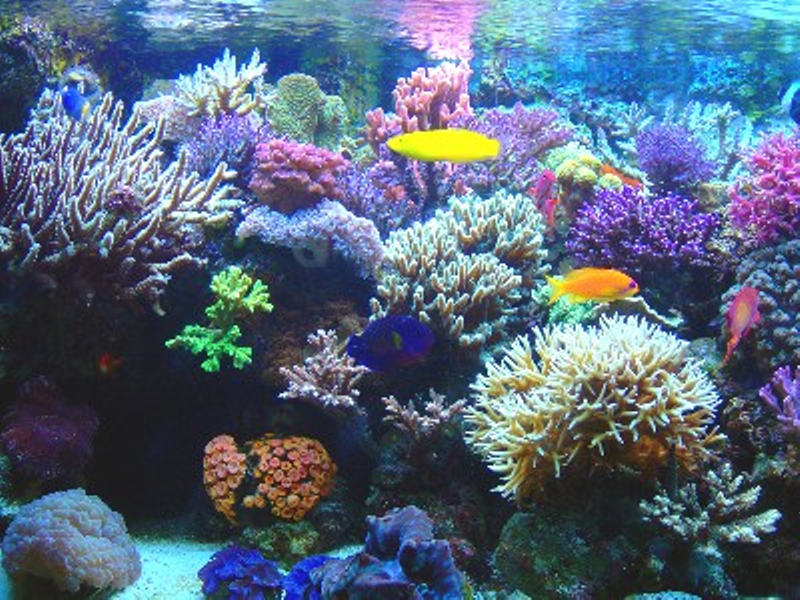 Bofetadas de agua zarandeando el coral